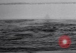 Image baleines blanches Canada, 1967, de la seconde 24 séquences d'archives historiques vidéo 65675026414