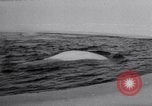 Image baleines blanches Canada, 1967, de la seconde 26 séquences d'archives historiques vidéo 65675026414