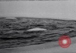 Image baleines blanches Canada, 1967, de la seconde 27 séquences d'archives historiques vidéo 65675026414