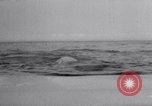 Image baleines blanches Canada, 1967, de la seconde 32 séquences d'archives historiques vidéo 65675026414