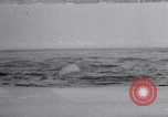 Image baleines blanches Canada, 1967, de la seconde 33 séquences d'archives historiques vidéo 65675026414