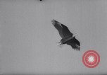 Image of Kite Carnival Washington DC USA, 1967, second 46 stock footage video 65675026441