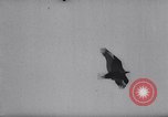 Image of Kite Carnival Washington DC USA, 1967, second 47 stock footage video 65675026441