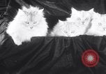 Standbild Atlantic Cat Club Wettbewerb New York United States USA, 1932, aus Sekunde 12 historischem Filmmaterial Videoclip 65675026476