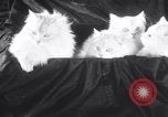 Standbild Atlantic Cat Club Wettbewerb New York United States USA, 1932, aus Sekunde 13 historischem Filmmaterial Videoclip 65675026476
