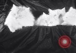 Standbild Atlantic Cat Club Wettbewerb New York United States USA, 1932, aus Sekunde 14 historischem Filmmaterial Videoclip 65675026476