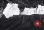 Standbild Atlantic Cat Club Wettbewerb New York United States USA, 1932, aus Sekunde 15 historischem Filmmaterial Videoclip 65675026476