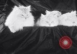 Standbild Atlantic Cat Club Wettbewerb New York United States USA, 1932, aus Sekunde 18 historischem Filmmaterial Videoclip 65675026476