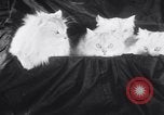Standbild Atlantic Cat Club Wettbewerb New York United States USA, 1932, aus Sekunde 19 historischem Filmmaterial Videoclip 65675026476