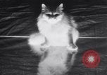Standbild Atlantic Cat Club Wettbewerb New York United States USA, 1932, aus Sekunde 20 historischem Filmmaterial Videoclip 65675026476