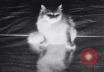 Standbild Atlantic Cat Club Wettbewerb New York United States USA, 1932, aus Sekunde 21 historischem Filmmaterial Videoclip 65675026476