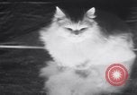 Standbild Atlantic Cat Club Wettbewerb New York United States USA, 1932, aus Sekunde 27 historischem Filmmaterial Videoclip 65675026476