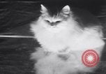 Standbild Atlantic Cat Club Wettbewerb New York United States USA, 1932, aus Sekunde 28 historischem Filmmaterial Videoclip 65675026476