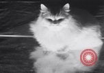 Standbild Atlantic Cat Club Wettbewerb New York United States USA, 1932, aus Sekunde 29 historischem Filmmaterial Videoclip 65675026476