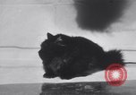 Standbild Atlantic Cat Club Wettbewerb New York United States USA, 1932, aus Sekunde 30 historischem Filmmaterial Videoclip 65675026476