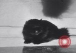 Standbild Atlantic Cat Club Wettbewerb New York United States USA, 1932, aus Sekunde 31 historischem Filmmaterial Videoclip 65675026476
