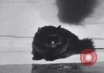 Standbild Atlantic Cat Club Wettbewerb New York United States USA, 1932, aus Sekunde 33 historischem Filmmaterial Videoclip 65675026476
