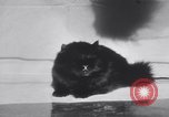 Standbild Atlantic Cat Club Wettbewerb New York United States USA, 1932, aus Sekunde 34 historischem Filmmaterial Videoclip 65675026476