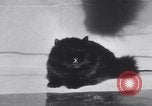 Standbild Atlantic Cat Club Wettbewerb New York United States USA, 1932, aus Sekunde 35 historischem Filmmaterial Videoclip 65675026476