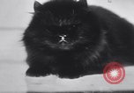 Standbild Atlantic Cat Club Wettbewerb New York United States USA, 1932, aus Sekunde 36 historischem Filmmaterial Videoclip 65675026476