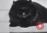 Standbild Atlantic Cat Club Wettbewerb New York United States USA, 1932, aus Sekunde 37 historischem Filmmaterial Videoclip 65675026476