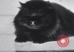 Standbild Atlantic Cat Club Wettbewerb New York United States USA, 1932, aus Sekunde 38 historischem Filmmaterial Videoclip 65675026476