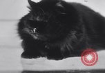 Standbild Atlantic Cat Club Wettbewerb New York United States USA, 1932, aus Sekunde 39 historischem Filmmaterial Videoclip 65675026476