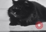 Standbild Atlantic Cat Club Wettbewerb New York United States USA, 1932, aus Sekunde 40 historischem Filmmaterial Videoclip 65675026476