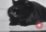 Standbild Atlantic Cat Club Wettbewerb New York United States USA, 1932, aus Sekunde 41 historischem Filmmaterial Videoclip 65675026476