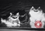 Standbild Atlantic Cat Club Wettbewerb New York United States USA, 1932, aus Sekunde 43 historischem Filmmaterial Videoclip 65675026476