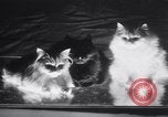 Standbild Atlantic Cat Club Wettbewerb New York United States USA, 1932, aus Sekunde 44 historischem Filmmaterial Videoclip 65675026476