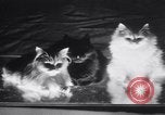 Standbild Atlantic Cat Club Wettbewerb New York United States USA, 1932, aus Sekunde 45 historischem Filmmaterial Videoclip 65675026476
