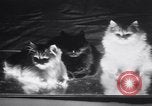 Standbild Atlantic Cat Club Wettbewerb New York United States USA, 1932, aus Sekunde 46 historischem Filmmaterial Videoclip 65675026476