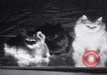 Standbild Atlantic Cat Club Wettbewerb New York United States USA, 1932, aus Sekunde 47 historischem Filmmaterial Videoclip 65675026476