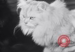 Standbild Atlantic Cat Club Wettbewerb New York United States USA, 1932, aus Sekunde 49 historischem Filmmaterial Videoclip 65675026476