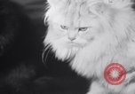 Standbild Atlantic Cat Club Wettbewerb New York United States USA, 1932, aus Sekunde 50 historischem Filmmaterial Videoclip 65675026476