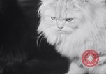 Standbild Atlantic Cat Club Wettbewerb New York United States USA, 1932, aus Sekunde 51 historischem Filmmaterial Videoclip 65675026476