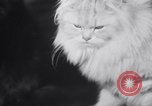 Standbild Atlantic Cat Club Wettbewerb New York United States USA, 1932, aus Sekunde 52 historischem Filmmaterial Videoclip 65675026476