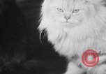 Standbild Atlantic Cat Club Wettbewerb New York United States USA, 1932, aus Sekunde 53 historischem Filmmaterial Videoclip 65675026476