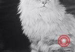 Standbild Atlantic Cat Club Wettbewerb New York United States USA, 1932, aus Sekunde 55 historischem Filmmaterial Videoclip 65675026476