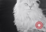 Standbild Atlantic Cat Club Wettbewerb New York United States USA, 1932, aus Sekunde 56 historischem Filmmaterial Videoclip 65675026476