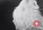 Standbild Atlantic Cat Club Wettbewerb New York United States USA, 1932, aus Sekunde 57 historischem Filmmaterial Videoclip 65675026476