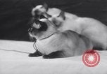 Standbild Atlantic Cat Club Wettbewerb New York United States USA, 1932, aus Sekunde 58 historischem Filmmaterial Videoclip 65675026476