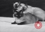 Standbild Atlantic Cat Club Wettbewerb New York United States USA, 1932, aus Sekunde 59 historischem Filmmaterial Videoclip 65675026476