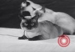 Standbild Atlantic Cat Club Wettbewerb New York United States USA, 1932, aus Sekunde 60 historischem Filmmaterial Videoclip 65675026476