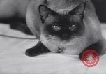 Standbild Atlantic Cat Club Wettbewerb New York United States USA, 1932, aus Sekunde 61 historischem Filmmaterial Videoclip 65675026476