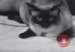 Standbild Atlantic Cat Club Wettbewerb New York United States USA, 1932, aus Sekunde 62 historischem Filmmaterial Videoclip 65675026476