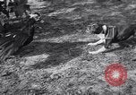 Immagine di Cane e oca lotta Panama City Florida USA, 1932, secondo 14 filmato di repertorio 65675026480