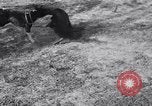 Immagine di Cane e oca lotta Panama City Florida USA, 1932, secondo 16 filmato di repertorio 65675026480