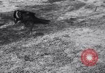 Immagine di Cane e oca lotta Panama City Florida USA, 1932, secondo 17 filmato di repertorio 65675026480